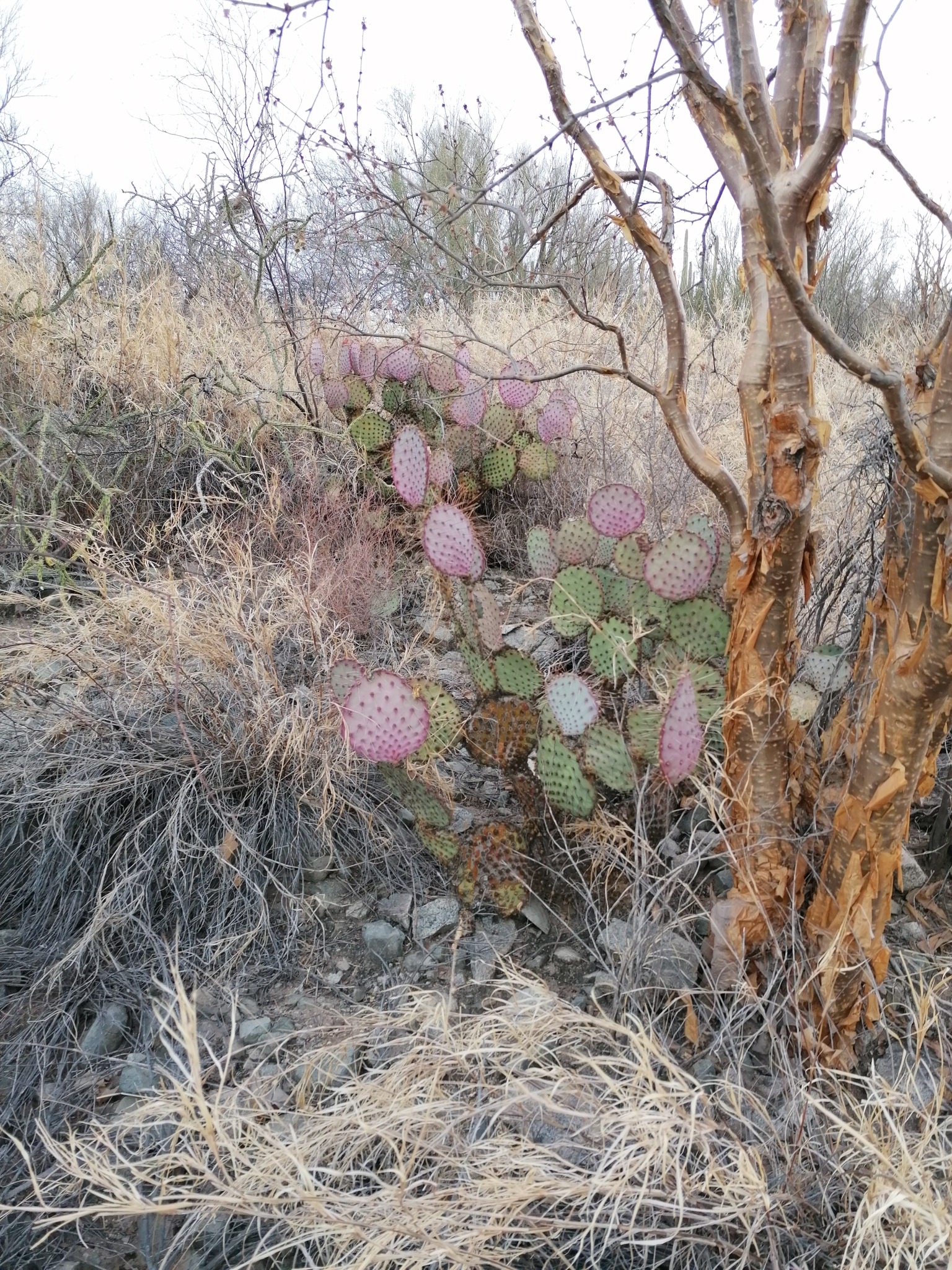 Opuntia gosseliniana